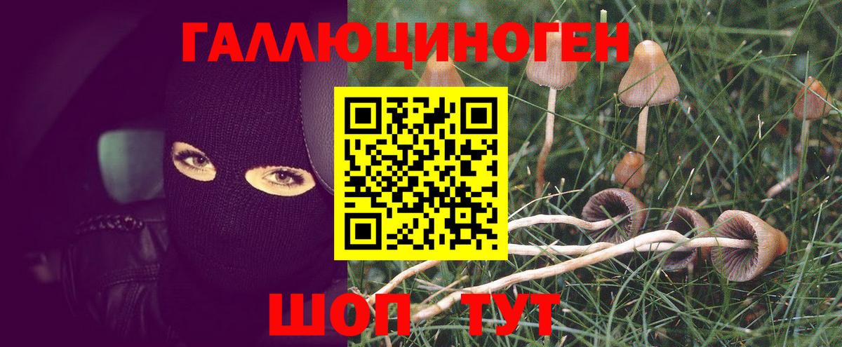 Галлюциногенные грибы MAGIC MUSHROOMS  сколько стоит  Вход с VPN  Крымск  Галлюциногенные грибы GOLDEN TEACHER 